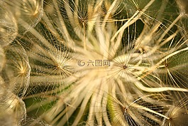 花卉,宏,詳細