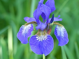 虹膜,葉,花卉