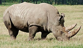 犀牛,野生動物園,丹麥