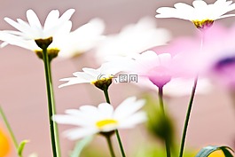 花,白,花瓣