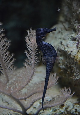 魚,水,水族館