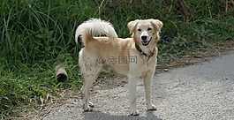 像狗,可以,動(dòng)物