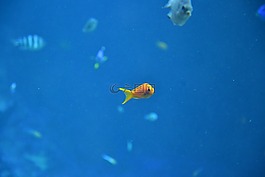 魚,多莉,水