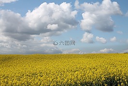 油菜籽场,性质,油菜