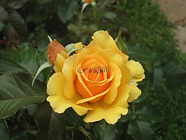 玫瑰,花,黃色