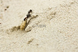 螞蟻,沙,昆蟲(chóng)