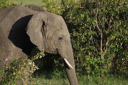 野生動物園,肯尼亞,馬賽馬拉