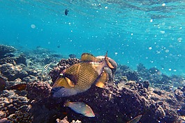 魚,潛水,海