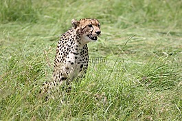 獵豹,野生動(dòng)物園,野生生活