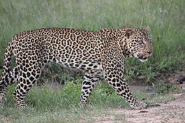 野生動物園,肯尼亞,馬賽馬拉