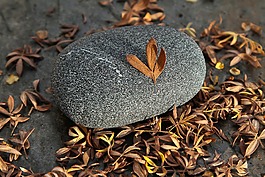 石,葉子,秋
