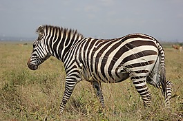 野生動物園,肯尼亞,馬賽馬拉