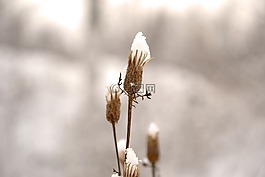 芽,冬季,弗羅斯特