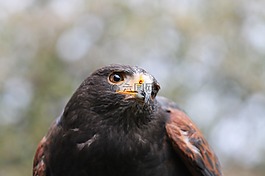 猛禽,米蘭,鳥