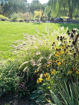 草,性質(zhì),花園