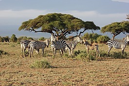野生動物園,肯尼亞,馬賽馬拉
