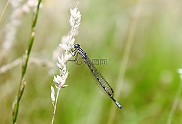 蜻蜓,葉草,昆蟲