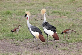 野生動物園,肯尼亞,馬賽馬拉