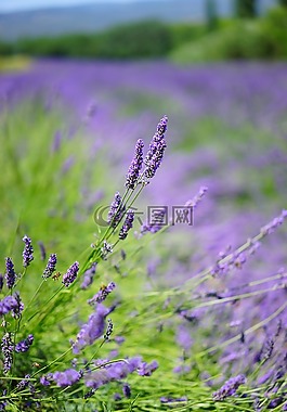 熏衣草,薰衣草字段,薰衣草花