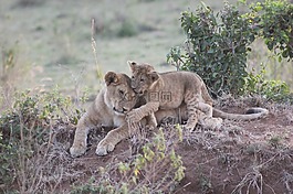 野生動物園,肯尼亞,馬賽馬拉