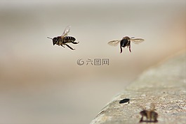 蜜蜂,黃蜂,水