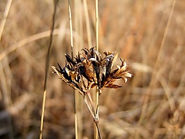 棕色,草,干