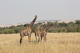 野生動物園,肯尼亞,馬賽馬拉