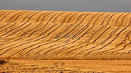 字段,稻草,仿古