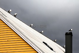 鴿子,云,天空