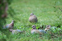 鳥,鴿子,灰色