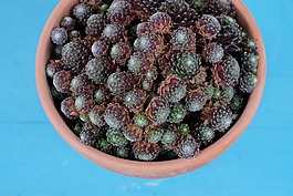 植物,花瓶,藍色