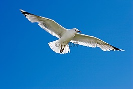 云,天空,鳥