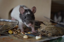 大鼠,動物,nager