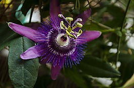 激情花,西番蓮,花