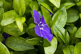花卉,綠色,春天