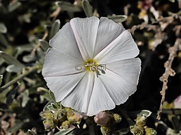 野花,白,花