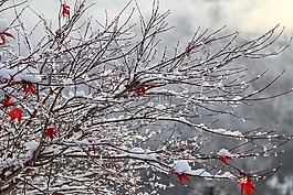 雪,冬天,白