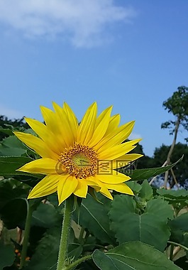 向日葵,藍天,黃色