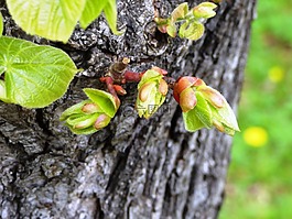 芽,性質(zhì),春