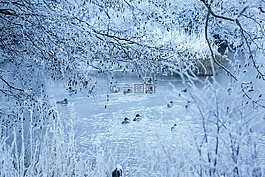 雪,冬天,白