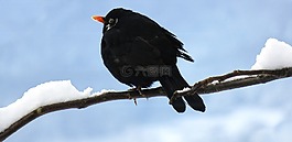 黑鳥,冬天,鳥