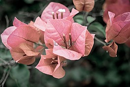 九重葛,花,粉紅色