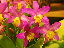 嘉德麗雅,蘭花,小花種