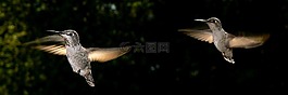 蜂鳥,鳥,飛行
