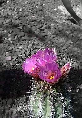 沙漠,開花,仙人掌