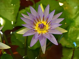 荷花,紫色,小花種