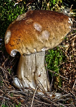 蘑菇,森林,苔