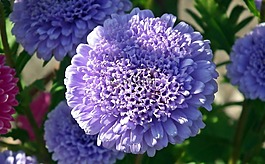 性質,花,翠菊