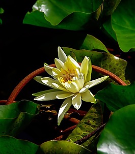 睡蓮,百合,水