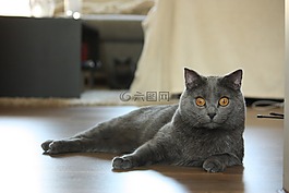 交易所chartreux,貓,動物